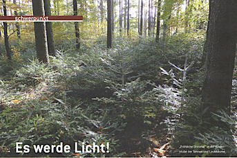 Wald Es werde Licht